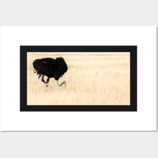 Ostrich. Posters and Art